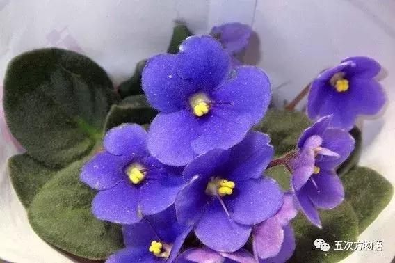 正宗的紫罗兰什么样,如何客观看待紫罗兰