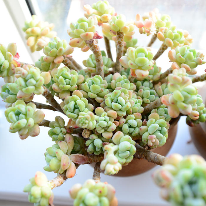 识别标签贴,劳尔和罗琦对决