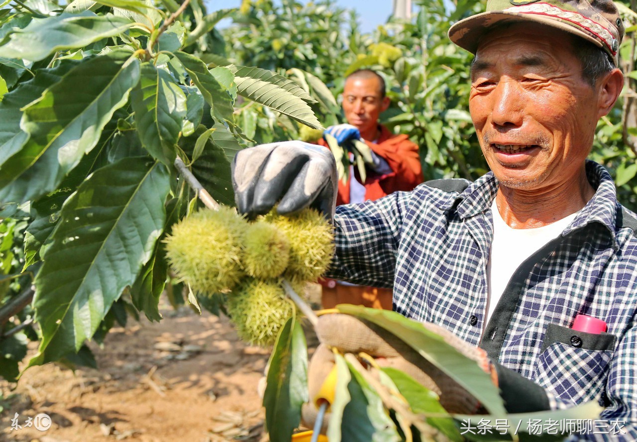 板栗收了以后该如何保存到过年,板栗每亩1000斤产量低不适合种植