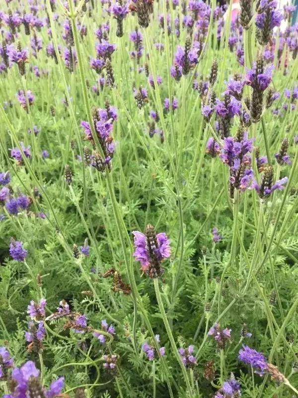 福利春季晒花大赛开始投票啦，价值万元好礼等你来拿！（后附石象湖门票中奖名单）
