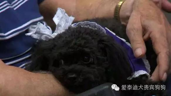 会坐电梯的狗狗,会坐电梯的泰迪