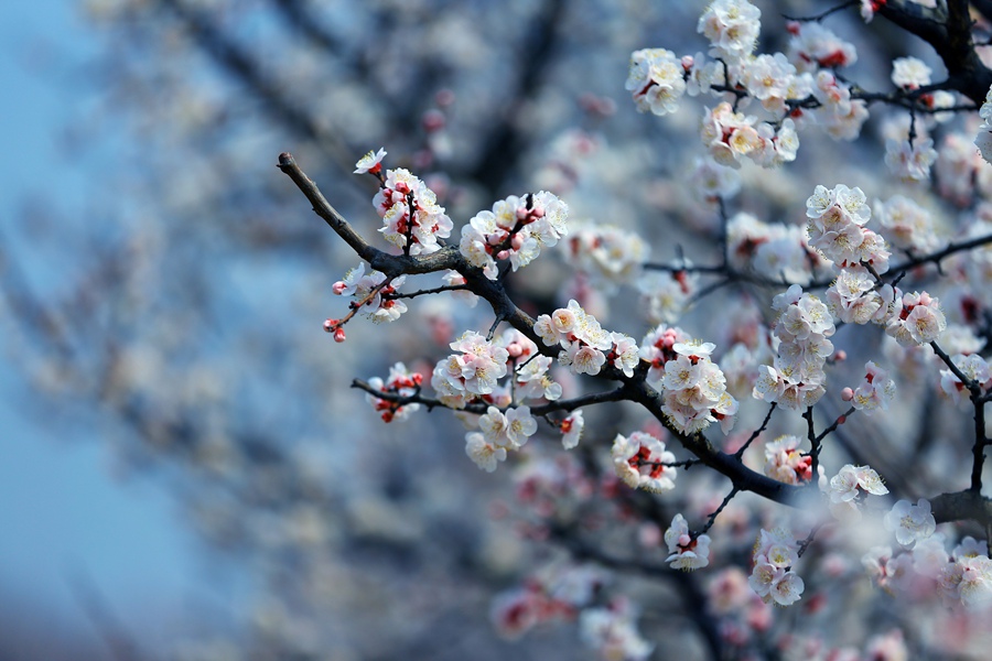聚焦陕西蓝田泄湖镇,蓝田县洩湖镇发展规划
