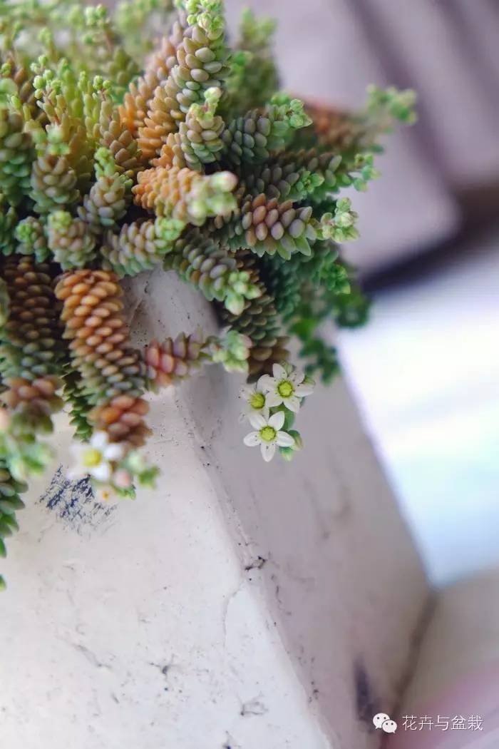 旋叶姬星美人大盆,姬星美人多肉