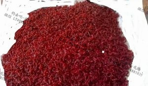 红虫冬天直接放在水里保存可以吗,海红虫怎么保存要用淡水还是海水