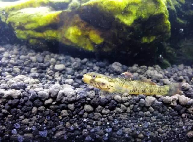 开缸的日记,开缸日记小鱼缸