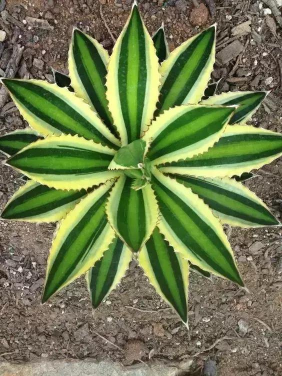 没时间出去玩养多肉,外出旅游多肉怎么办