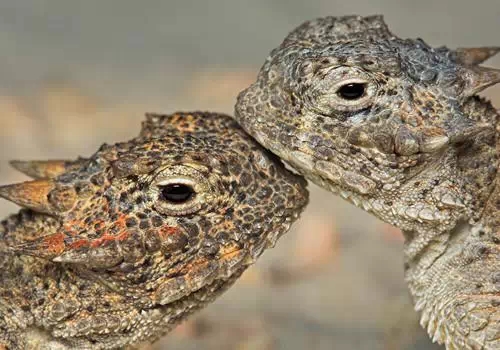 最难养的哪五种宠物,最值得养的几种宠物排名