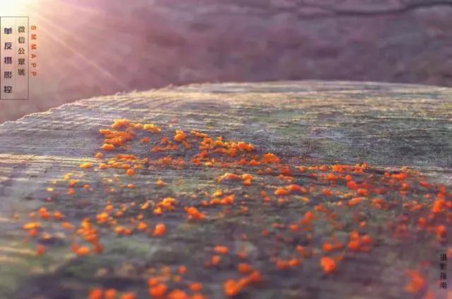 本以为是鸡肋的遮阳板,遮光罩有没有必要