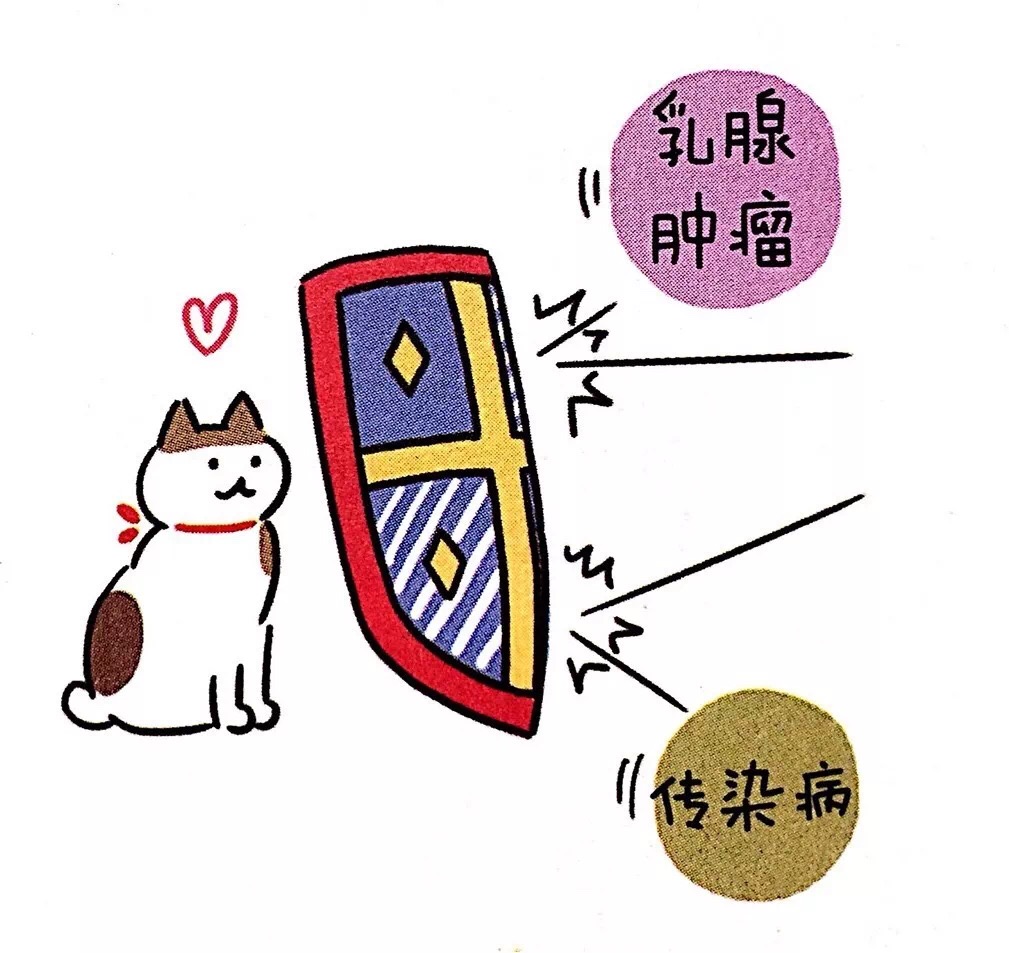 猫咪绝育后还是乱尿,关于猫咪绝育这里有最详细的攻略