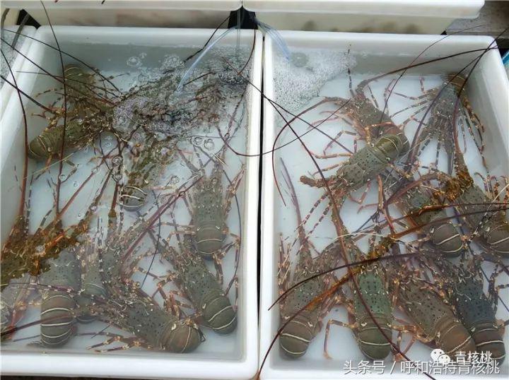 呼和浩特飞普吉岛,刷我滴卡泰国原版