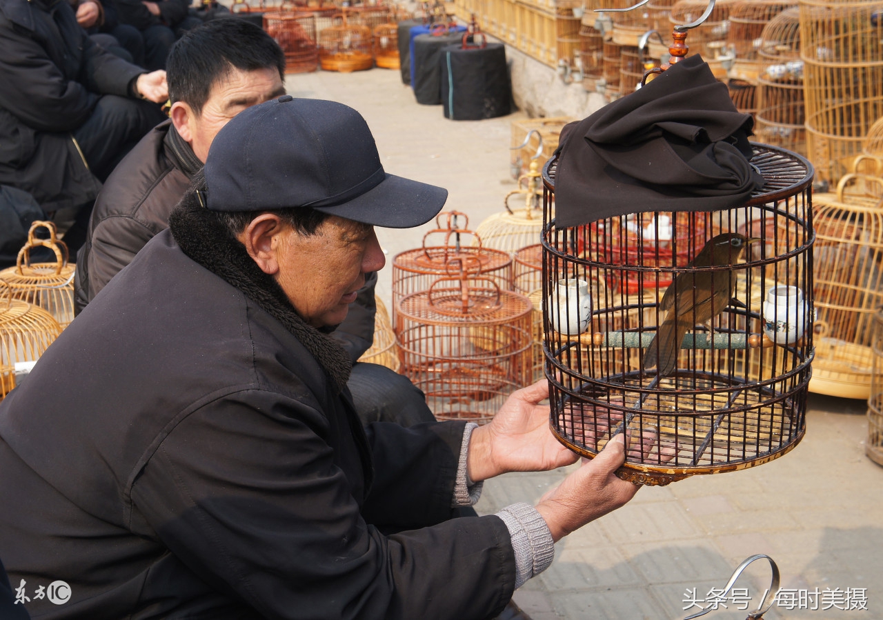 驯养鸟上手技巧,驯养小鸟指南