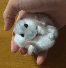 你家的仓鼠,你家的仓鼠咬人怎么办