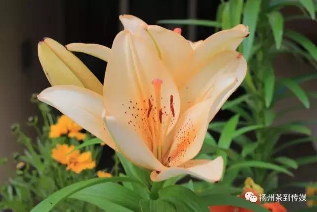 “西游记”国庆中秋特辑，扛着国货单反镜头在欧洲“扫街”测评