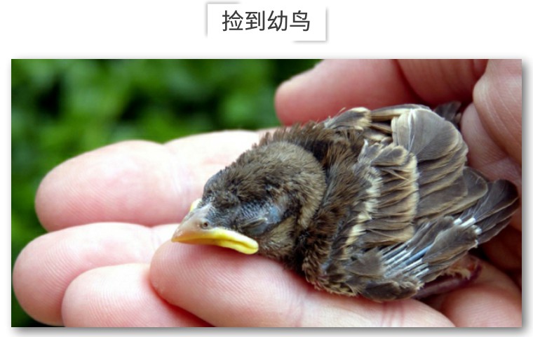 捡到小鸟怎么办喂养犯法吗,捡到的小鸟有什么危险