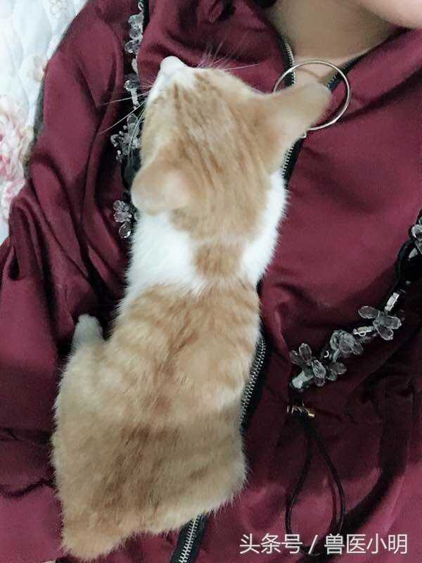 挖掉喵星人眼睛的那个人，你不会睡不着吗？还好有好心网友