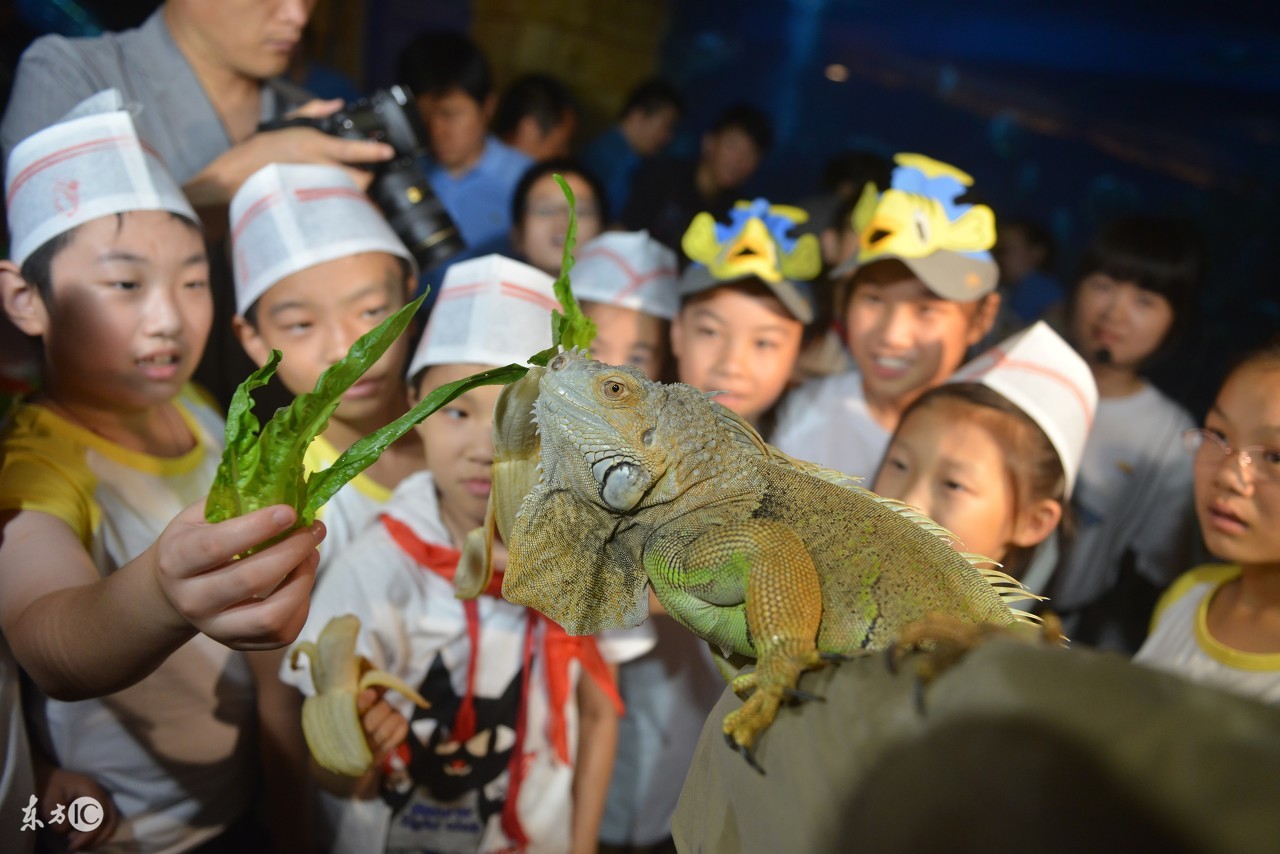 北京海洋馆,北京海洋馆表演时间表