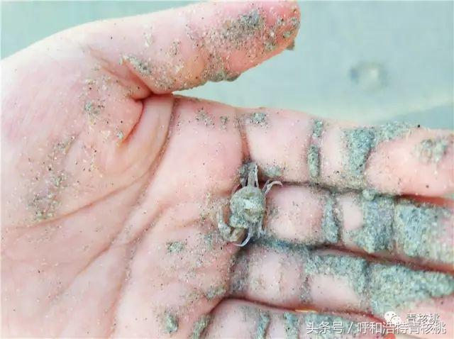鍛煎拰娴╃壒鍒版櫘鍚夊矝,鍒锋垜婊村崱娉板浗鍘熺増
