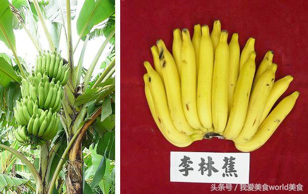 黄香蕉黑香蕉区别图,这些香蕉是给你的英语怎么说