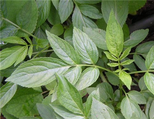 治风湿最好的一种草,农村祛风散寒的草有哪些