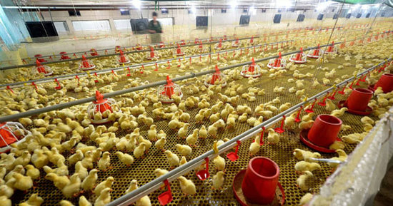 都说养牛不挣钱真的假的,中职畜牧养殖