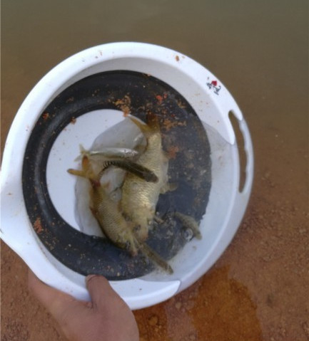 广西玉林钓土鲮鱼钓法,玉林钓土鲮的方法