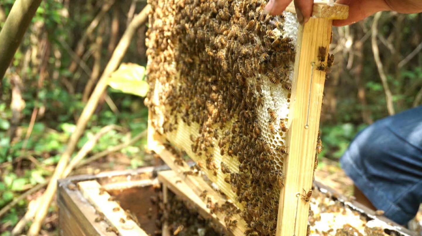 深山蜂谷悬崖土蜂蜜好吗,张家界知蜂谷养蜂