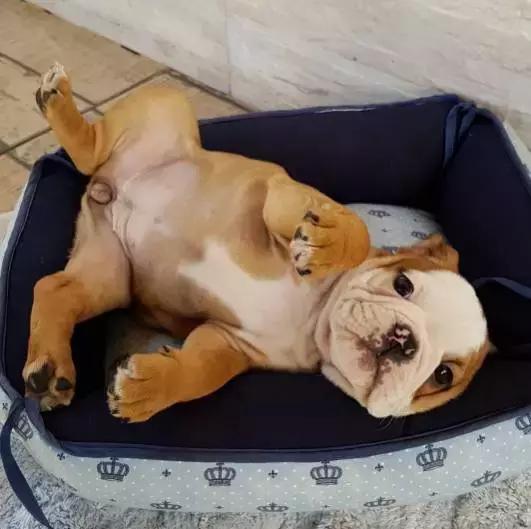 天气降温狗狗拉肚子怎么办,斗牛犬天气太热喘气怎么办