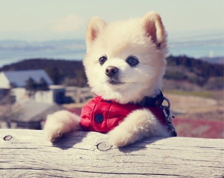 博美便秘吃红薯,博美便秘