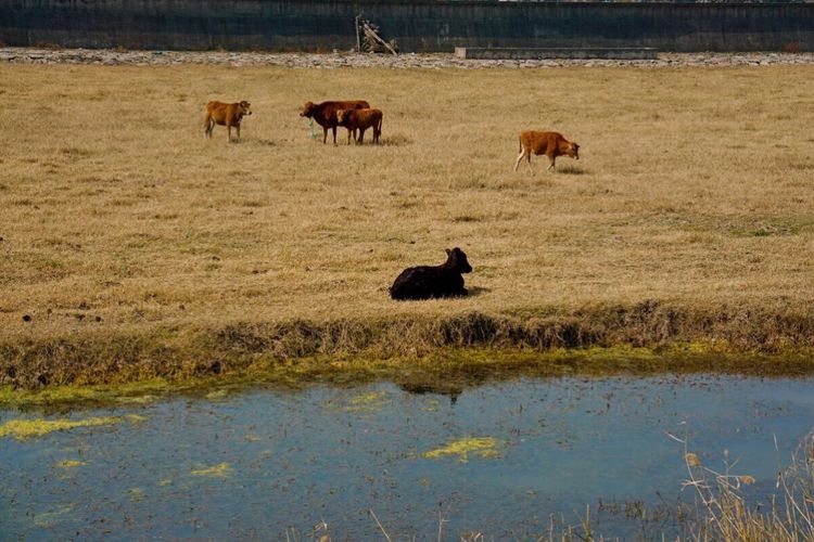 温州市七都镇有什么好景点,温州七都岛适合带孩子去玩