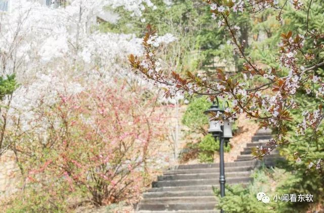 大连东软是本科学校吗,大连东软都有什么院系