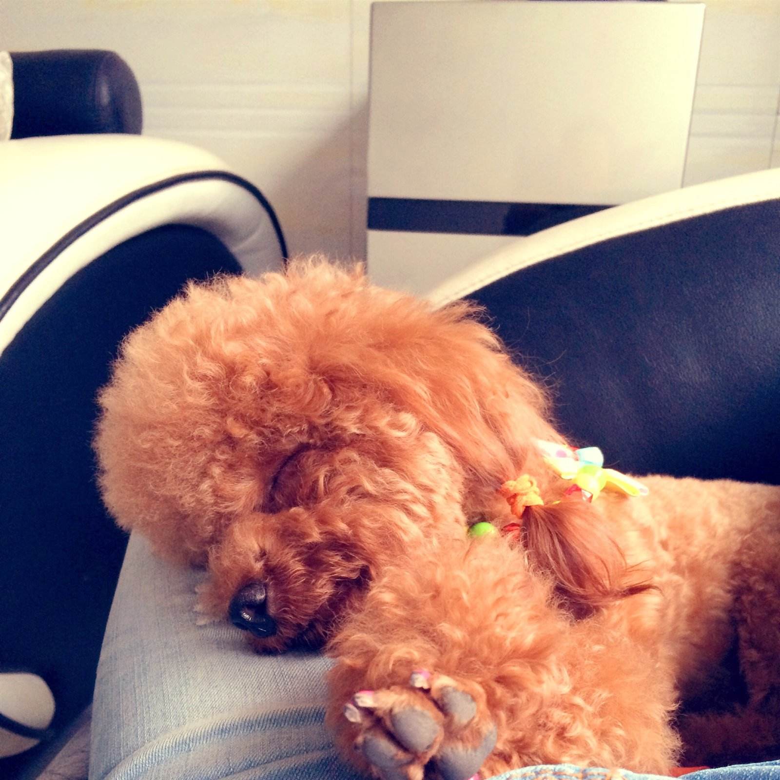 泰迪吃完打虫药精神状况不好也不肯吃饭!