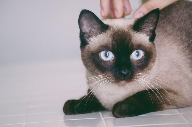 第一次养猫要注意什么,第一次养猫需要什么药