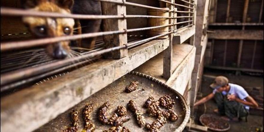 最贵的咖啡猫屎咖啡,世上最昂贵的猫屎咖啡