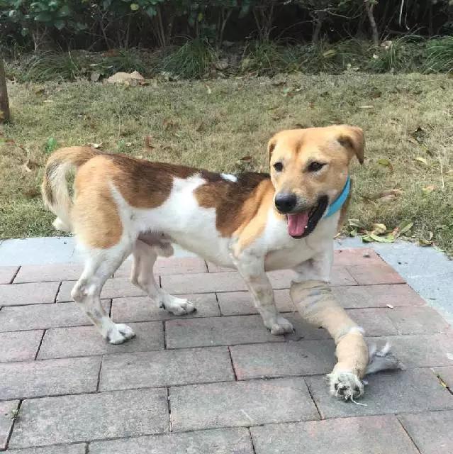 「3月上海领养」给流浪的它们一个温暖的家！