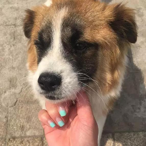 「3月上海领养」给流浪的它们一个温暖的家！