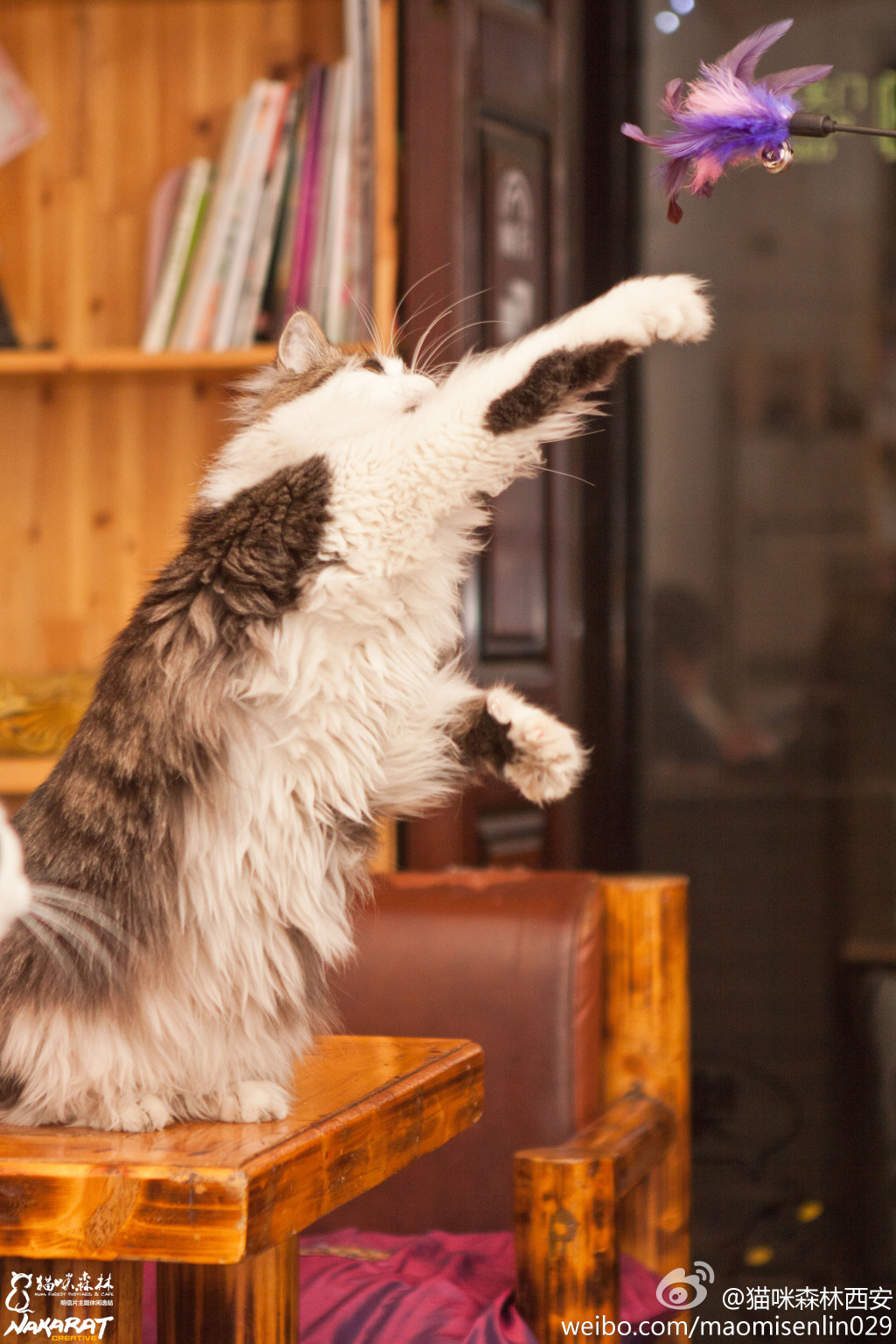 西安还有这么一个地方可以让你被猫咪围绕,享受当铲屎官的感觉