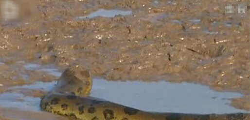 亚马逊河十大恐怖动物森蚺,巨型森蚺和巨型鳄鱼谁厉害