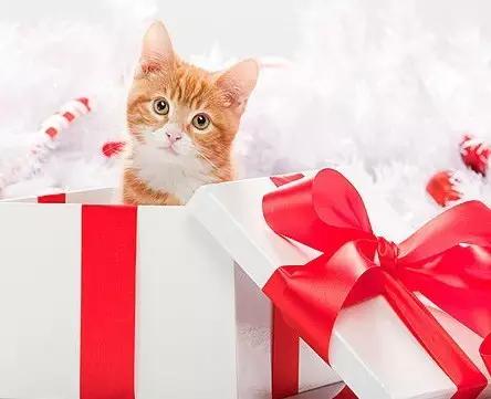 展钰凝最新一周星座运势,展钰凝金牛座12月运势