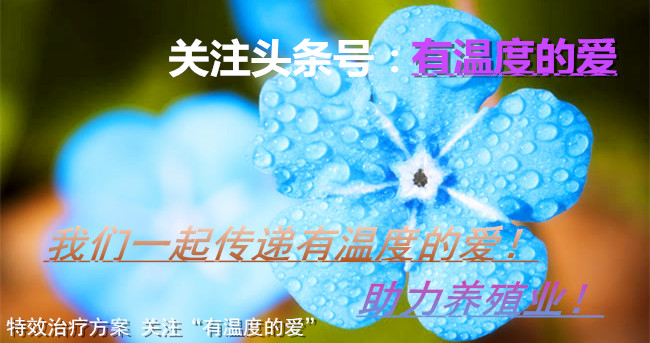 用什么方法防止鸽子得疾病,冬季鸽子平常预防喂什么药