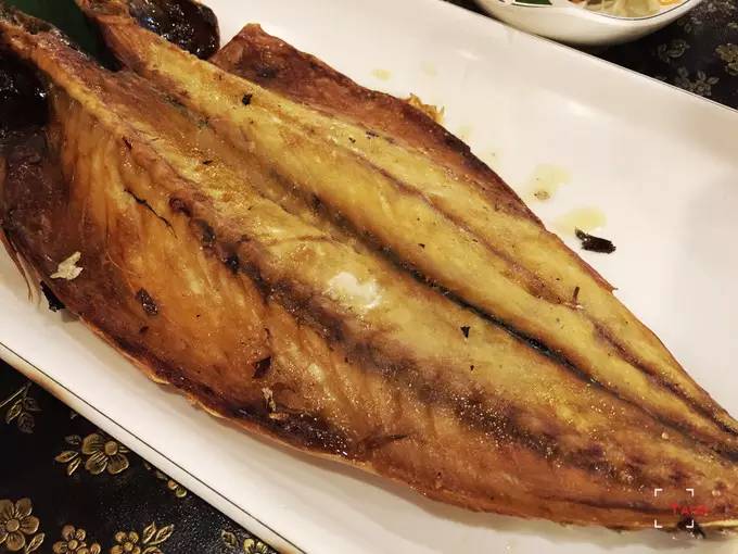 做一只治愈的猫,做一只快乐的柴犬