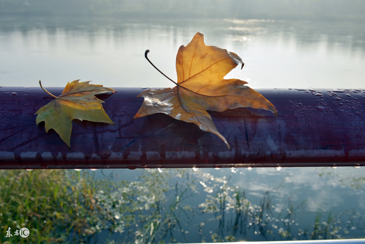 寒露时节身体注意事项,寒露节气的养生小知识