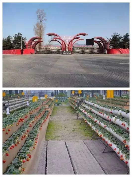 踏青采草莓的方法,春游草莓园