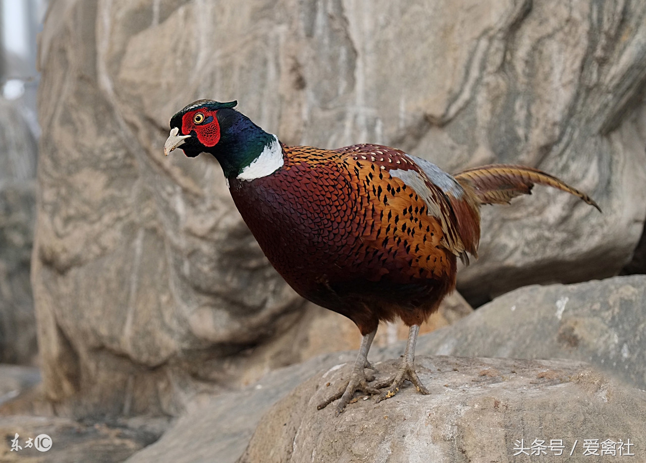 农村致富门路养鸡,农村里面养殖什么禽类最挣钱