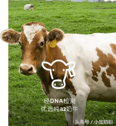 疯抢奶粉,疯抢牛奶