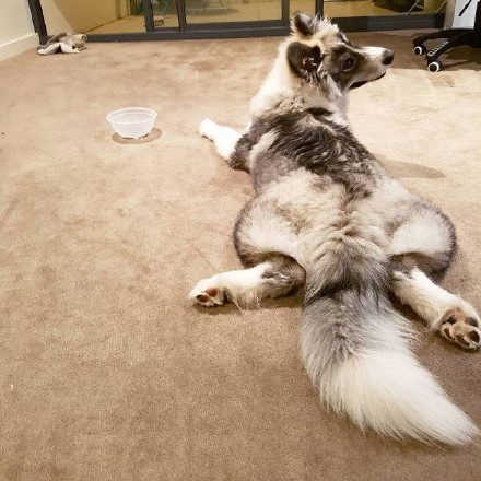 哈士奇、萨摩耶和阿拉斯加三合一，这混血无敌了！