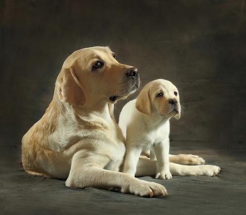 拉布拉多犬百科知识科普,了解拉布拉多犬的基本信息