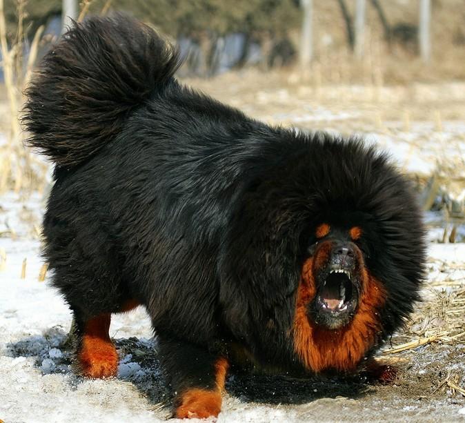 神话破灭：藏狗不是藏獒，一只藏獒能斗败三条恶狼也只是传说