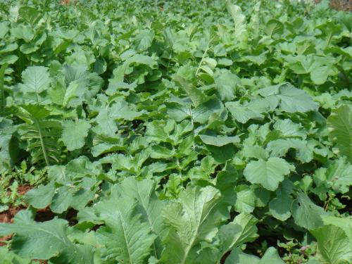 萝卜糠心怎么处理,糠心萝卜的功效与禁忌