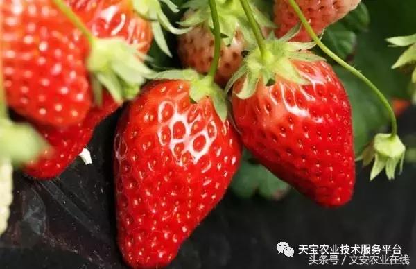 磷酸二氢钾在农作物的使用方法,磷酸二氢钾使用方法及注意事项