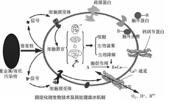常见污水处理工艺有哪些,常用污水处理工艺有哪些